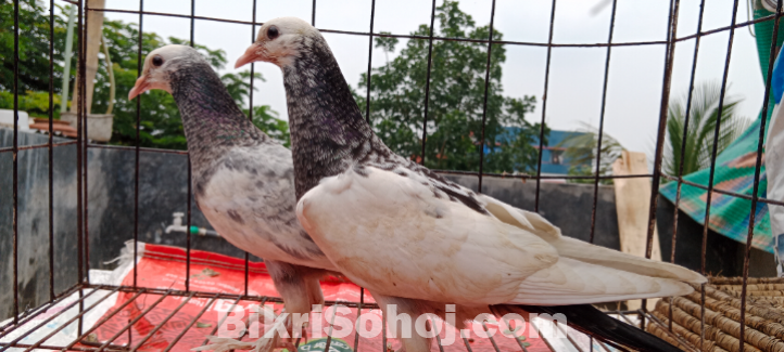 Cross pouter baby kobutor
